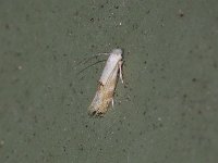 Unidentified Bucculatrix Moths